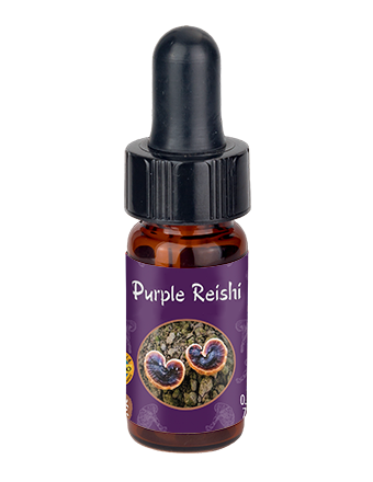 Purple Reishi Mini