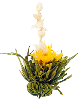 Five Jasmines Blossom Tea, 10 bulb pack