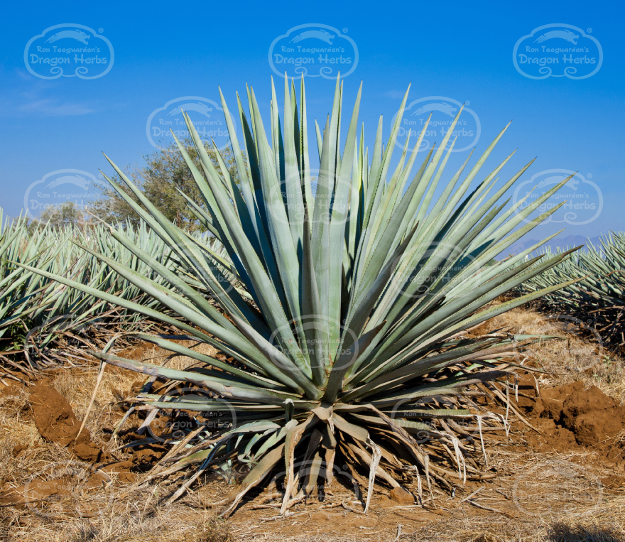 Agave