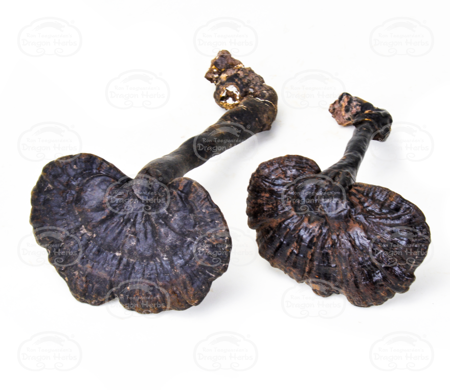 Black Reishi