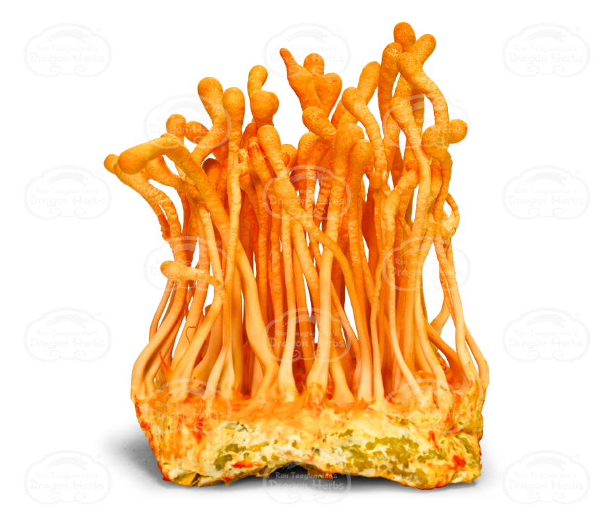 Cordyceps Cultured Fruiting Body