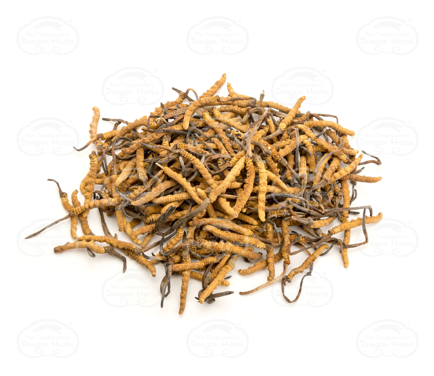 Cordyceps Wild