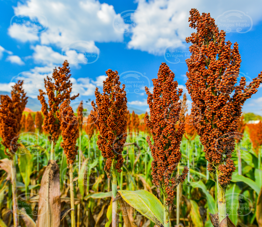 Sorghum