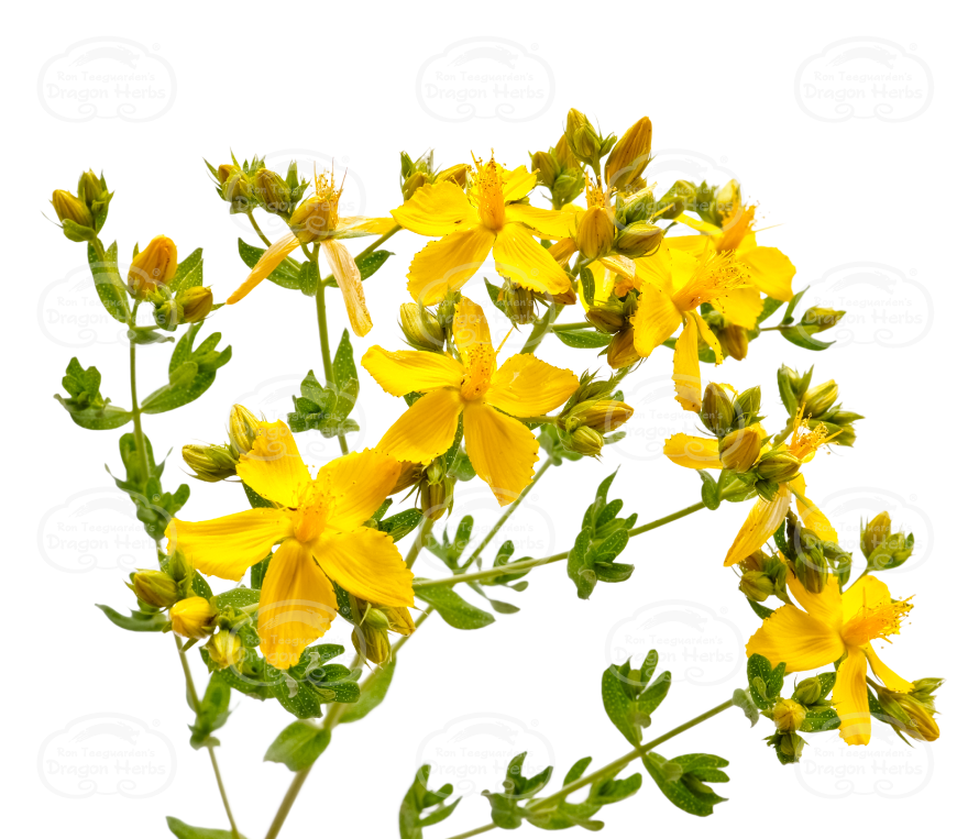 St John's Wort