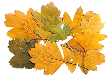 Hawthorn leaf