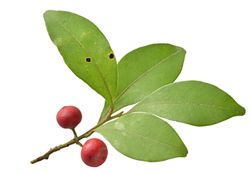 Ilex Pubescens