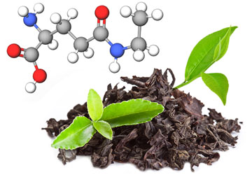 L-theanine from Green Tea (Camellia sinensis)