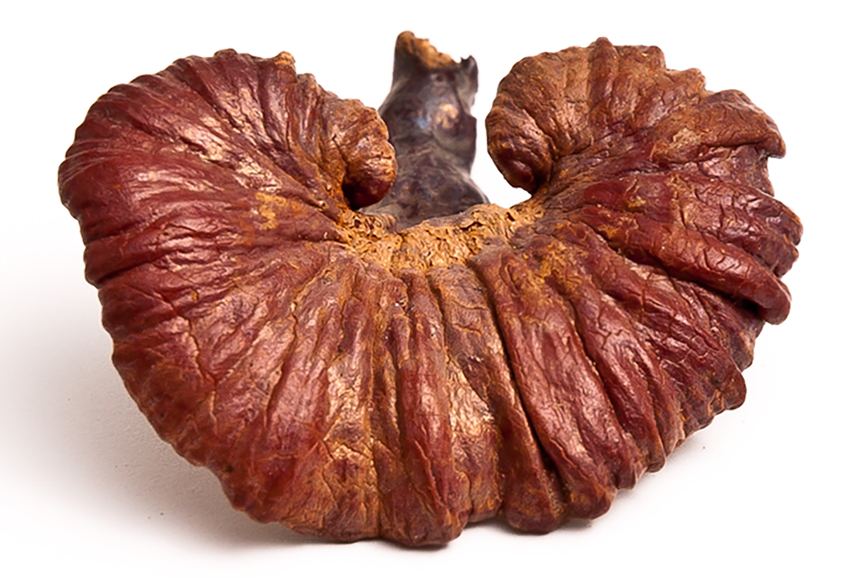 Reishi Up Close