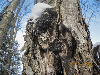 Chaga on top of a tree in Siberia