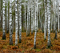 Birch forest in Siberia where our Chaga comes from 