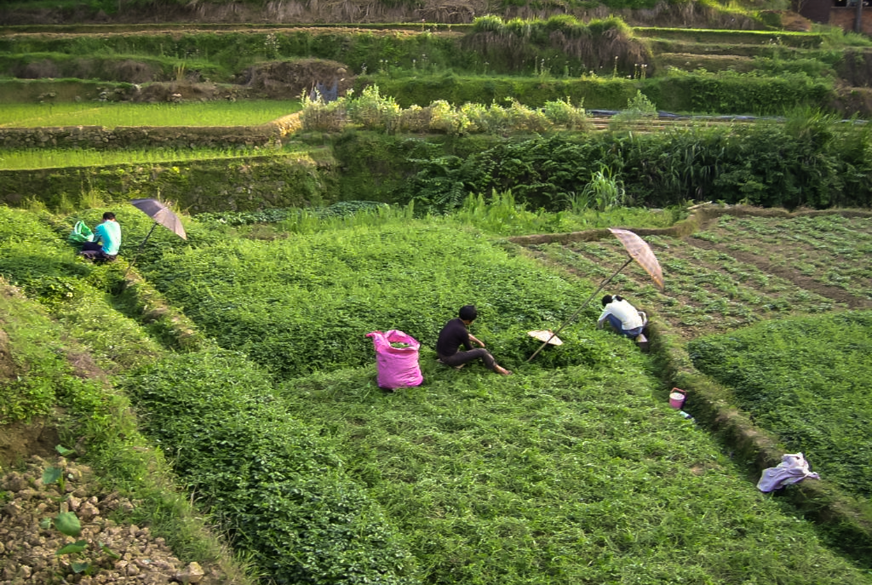 DH Gynostemma Field and farmers