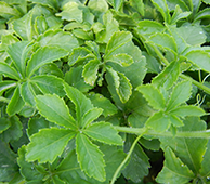 Gynostemma leaves