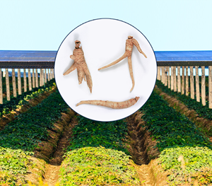 Cultivated American Ginseng