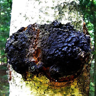 Chaga on Tree
