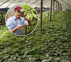 Ron and Asian Ginseng root fields