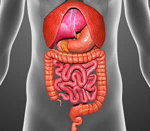 Antioxidant Support - Other Digestive Organ