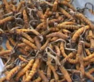 Cordyceps Video