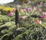 Collecting Bhutanese Wild Cordyceps Video - Two