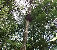 Wild Siberian Chaga high on a tree 