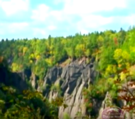 Collecting Changbai Mountain Wild Schizandra - Video