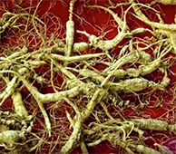 Collecting Wild Ginseng 4 - Video