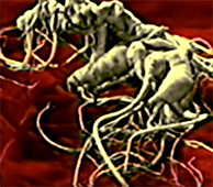 Collecting Wild Ginseng 1 - Video