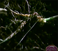 Collecting Wild Ginseng 2 - Video