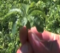 Spring Dragon Longevity Tea - Video