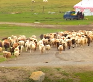 Collecting Heaven Mountain Goji - Video