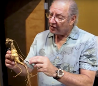 Preparing Fresh Wild Ginseng for Heaven Drops video