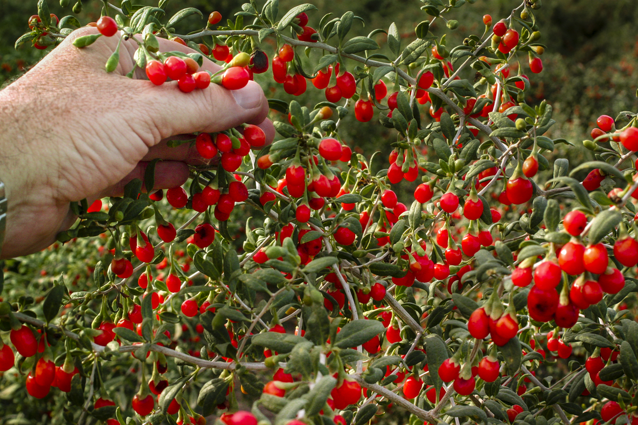 Goji in Ron's hands