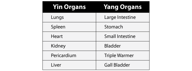 Yin Yang Organs