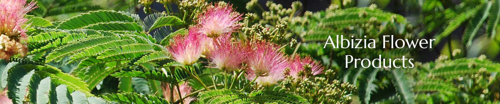 Albizia Producs