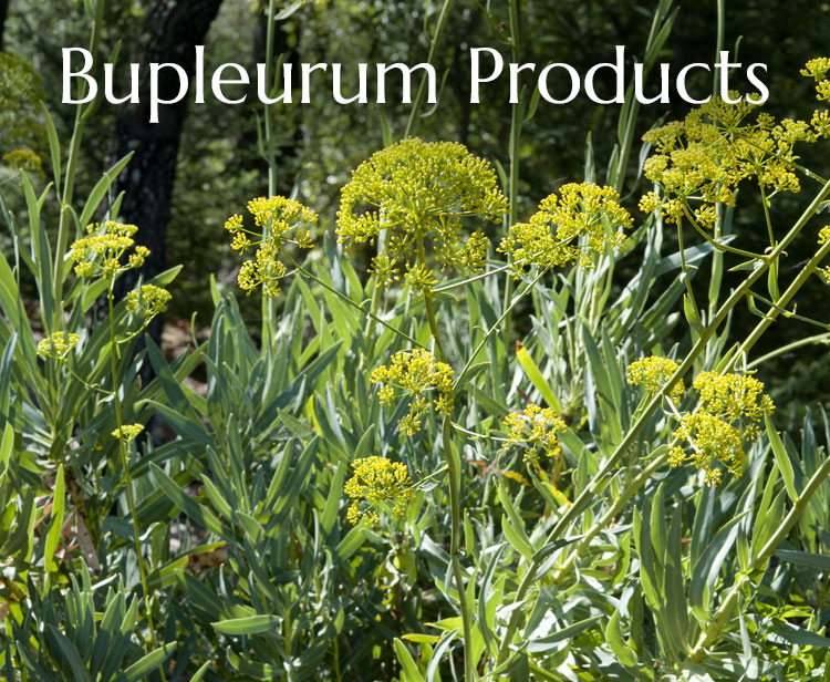 Bupleurum Producs