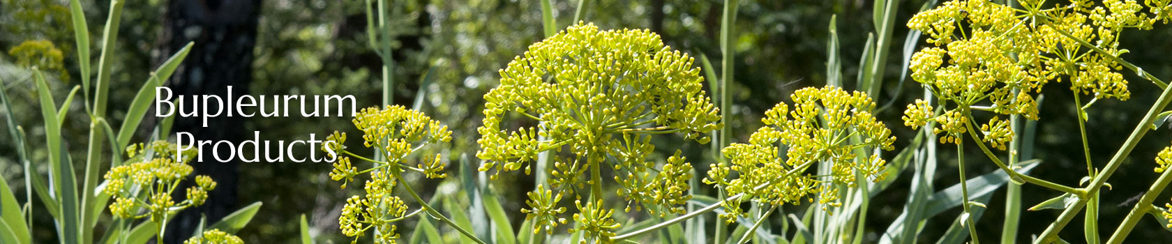 Bupleurum Producs