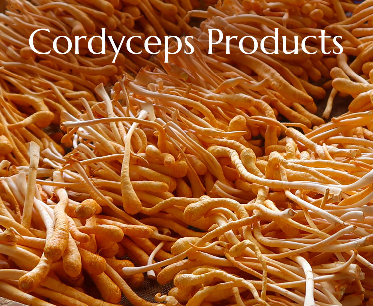 Cordyceps Producs