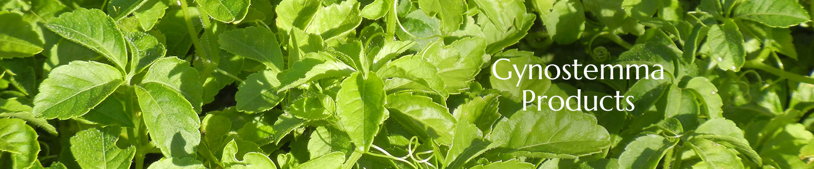 Gynostemma Producs