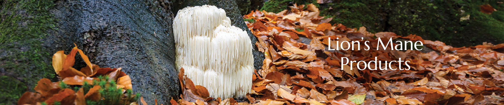 Lion's Mane  Producs