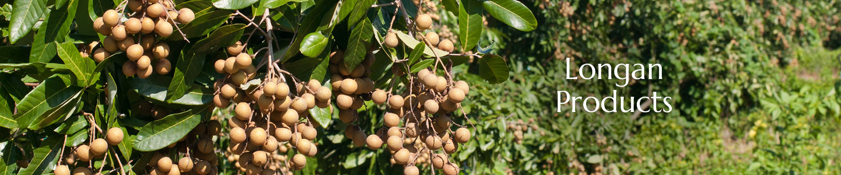 Longan Producs