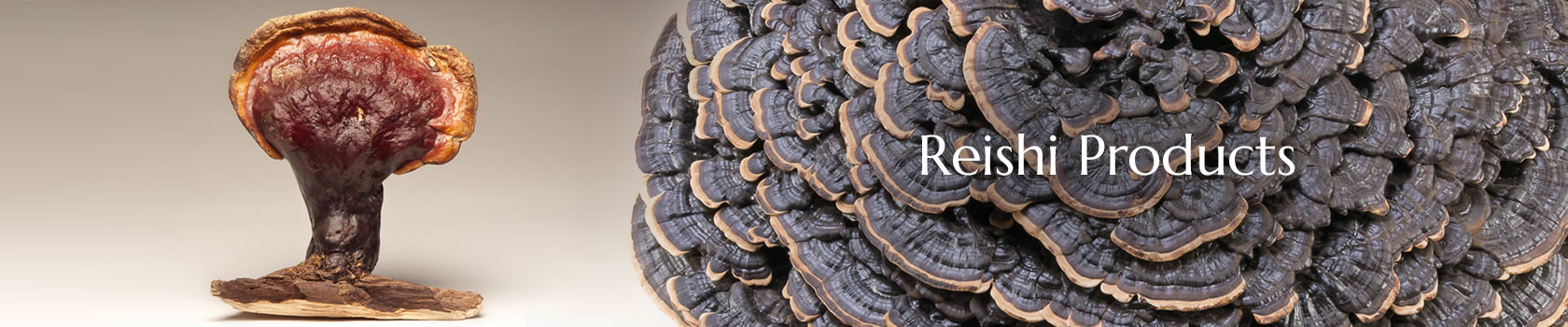 Reishi Producs