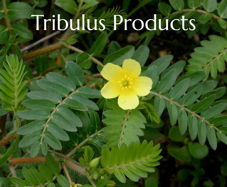 Tribulus Producs