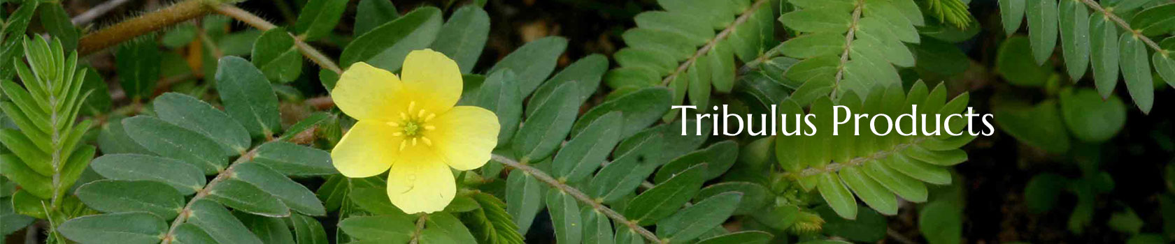 Tribulus Producs