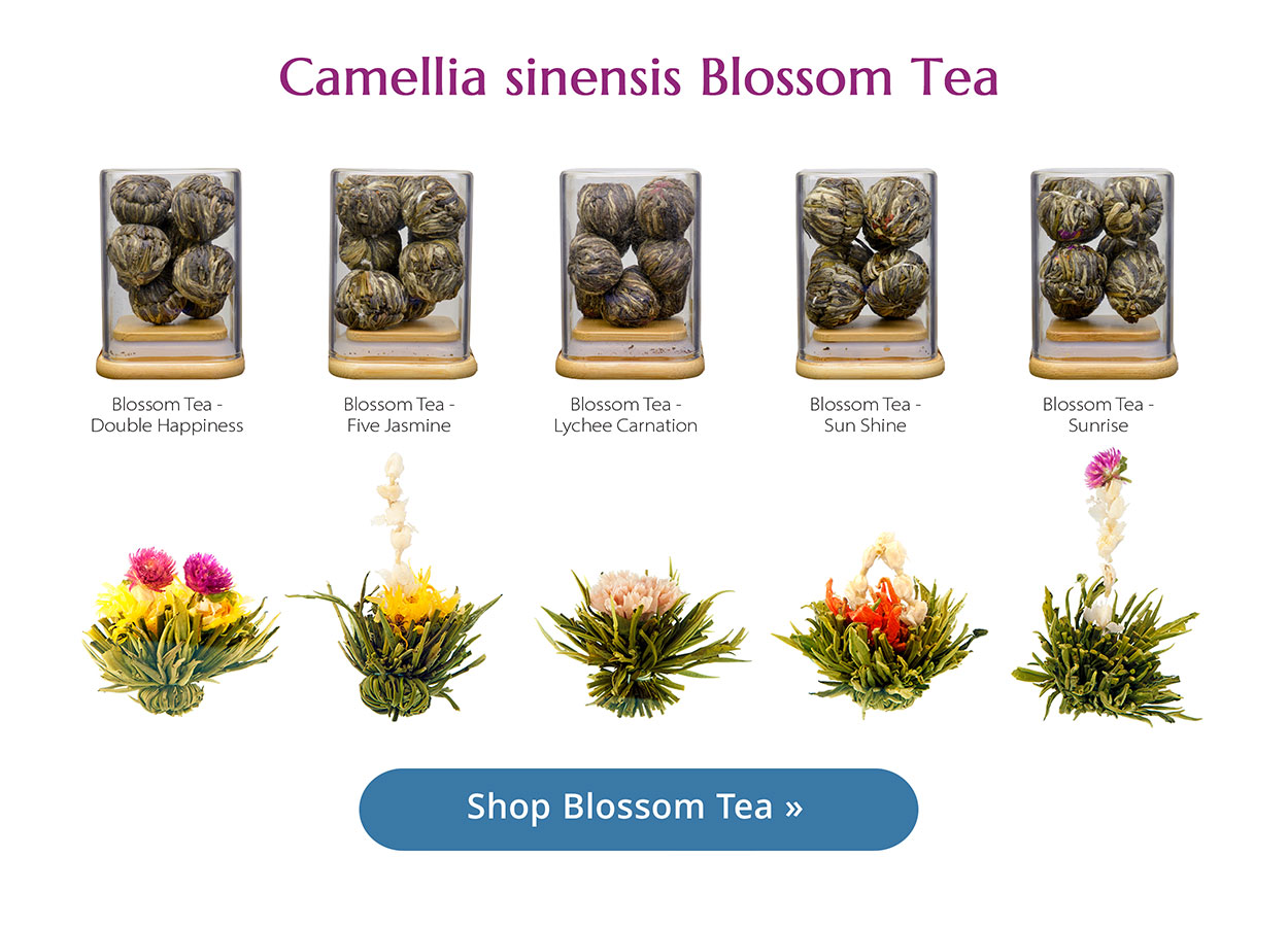 Blossom
