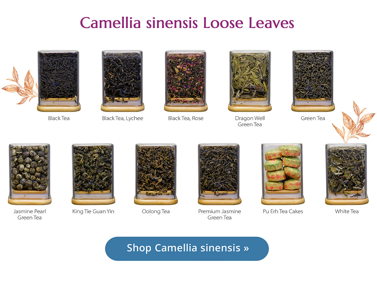 Camellia