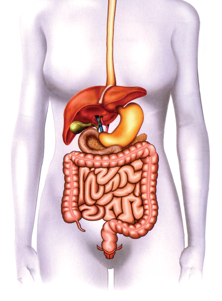 digestive-system