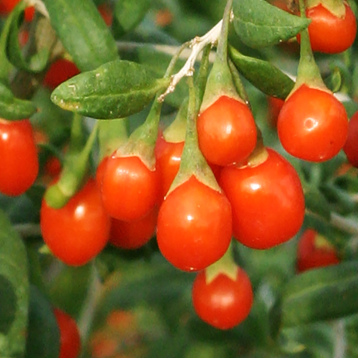 goji-berries