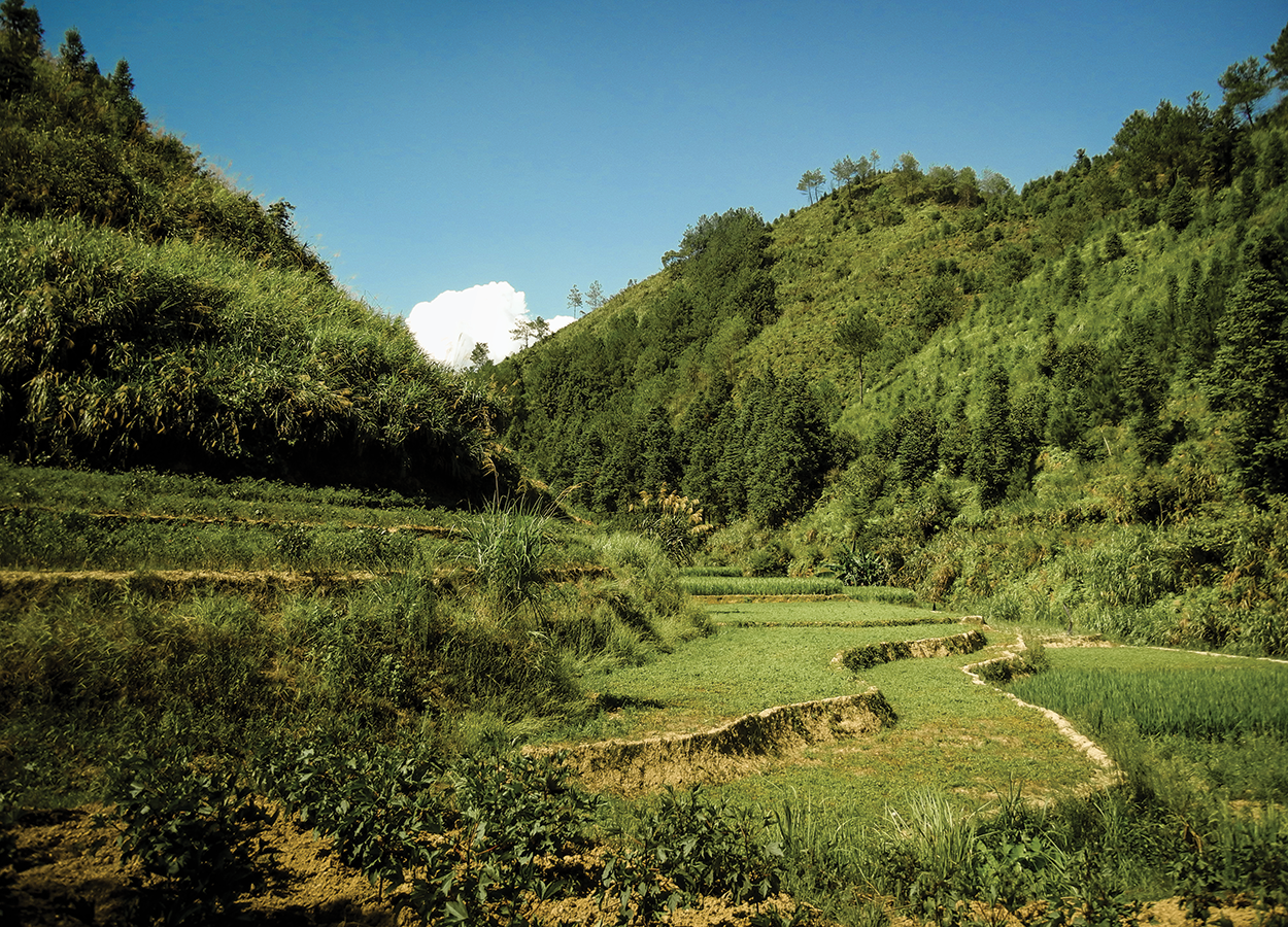 gymnostemma-field