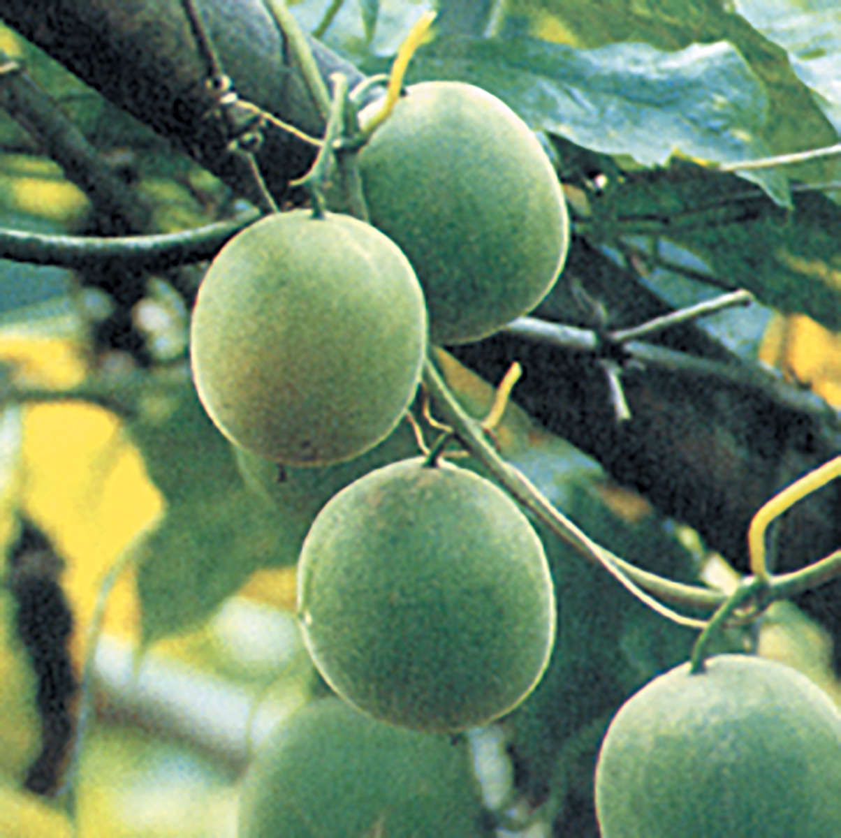 lo-han-guo-fruit