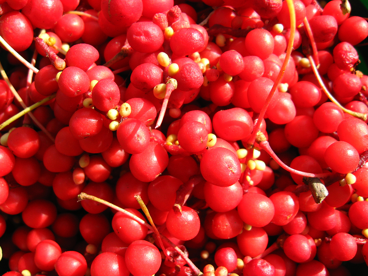 red-schizandra-pile