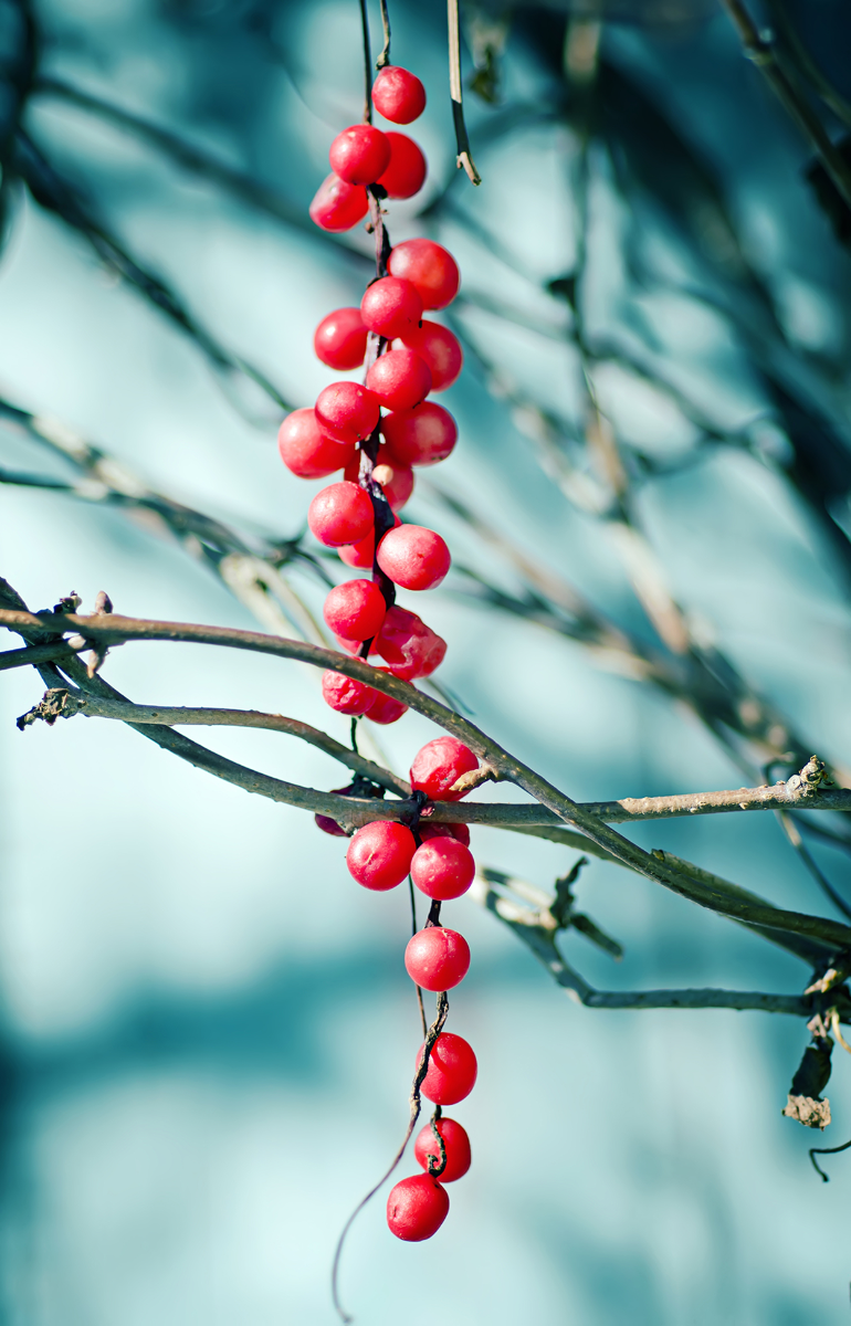 schizandra-berries